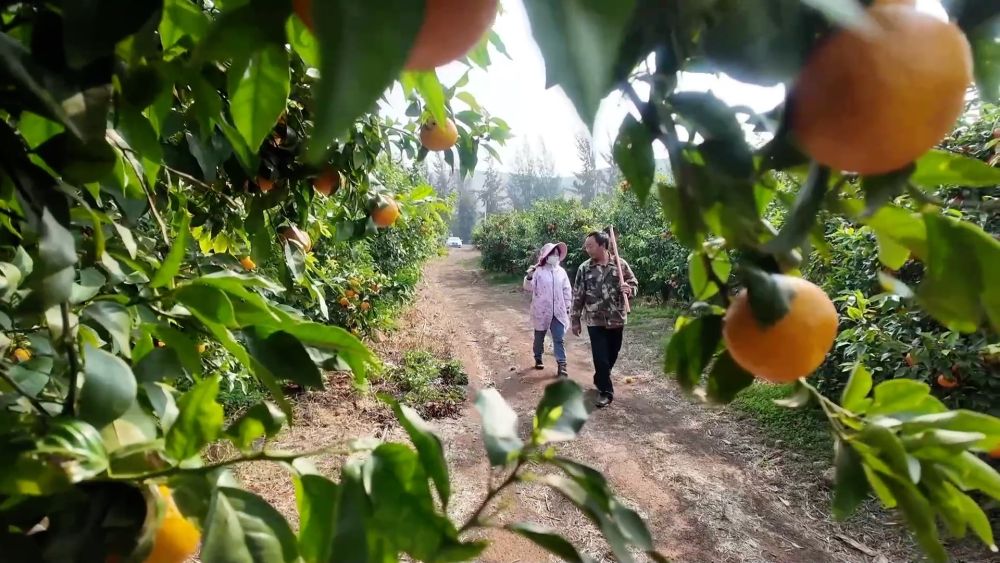 新华视点｜提质效 促振兴 以实干实效绘就发展新图景