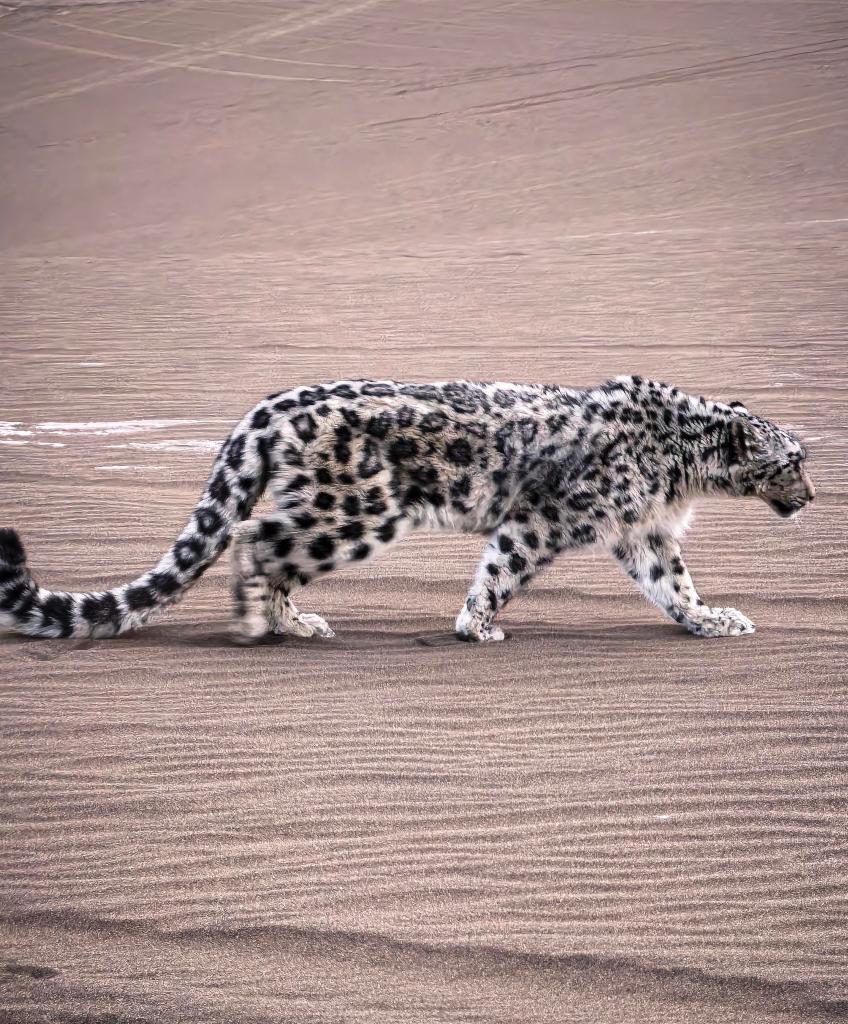 “雪山之王”现身沙漠 新疆吐鲁番救助一只雪豹