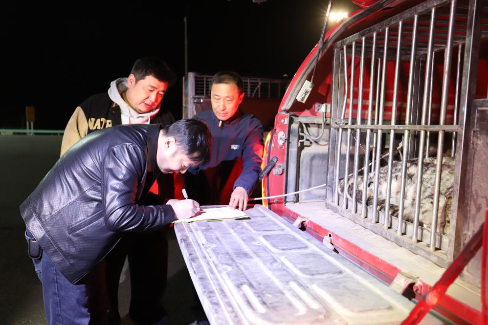 “雪山之王”现身沙漠 新疆吐鲁番救助一只雪豹