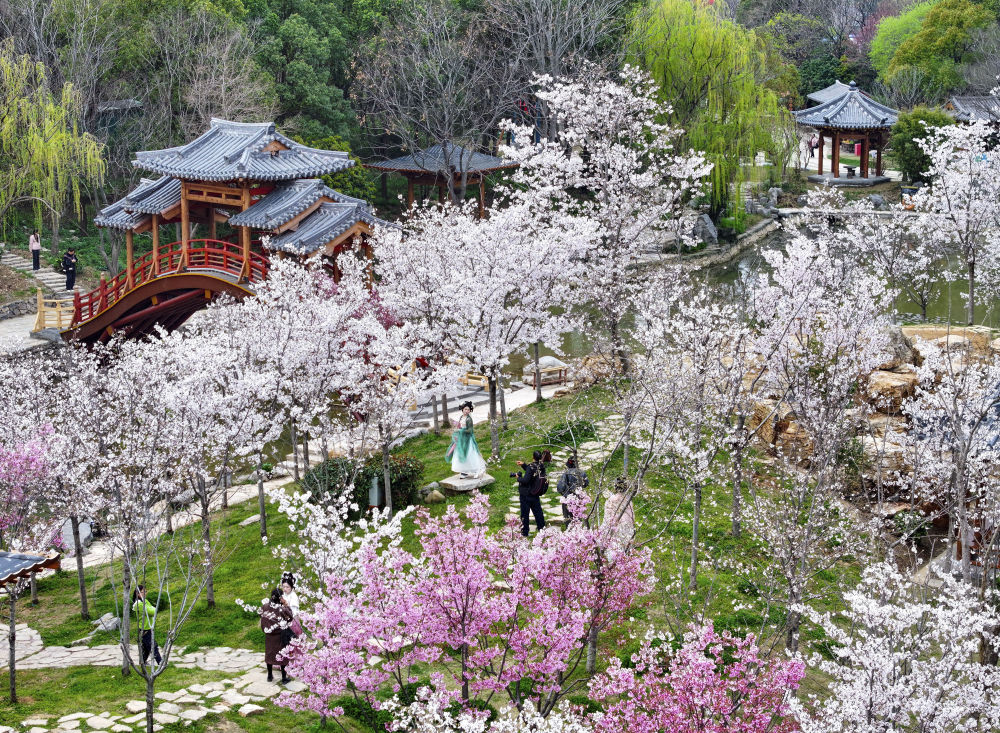 从赏花“流量”到消费“增量” “春日经济”持续升温