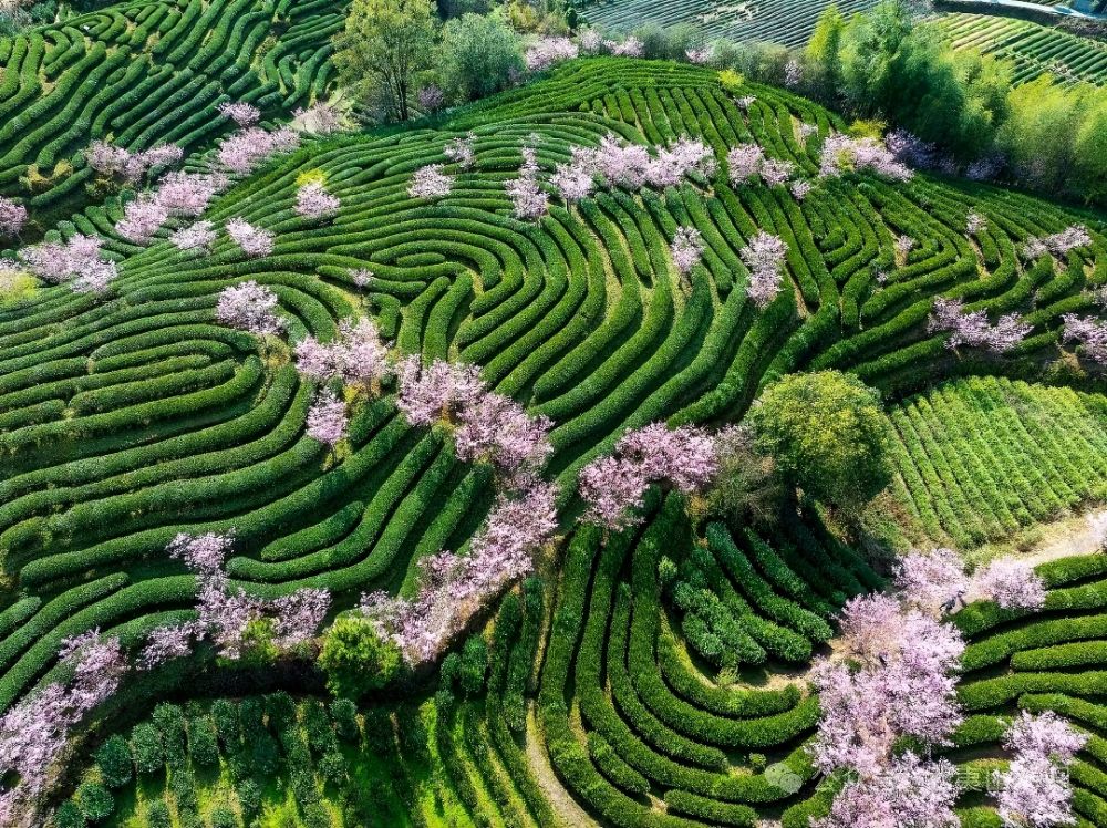 春日经济新图景｜开往春天的列车，一路繁花一路歌！