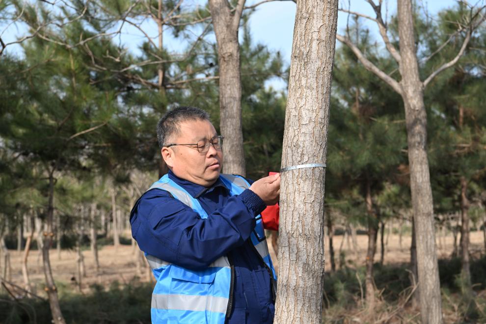 从一株苗到万亩林——“先植绿、后建城”的雄安实践