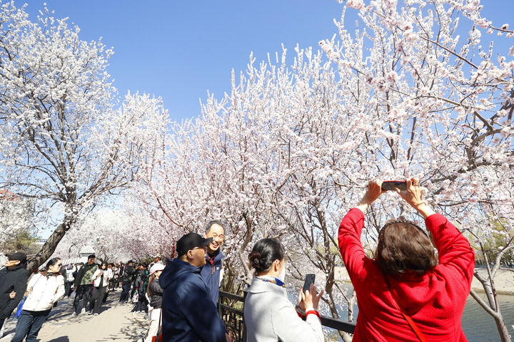 不只远观，多地推春日“玩花”文旅项目