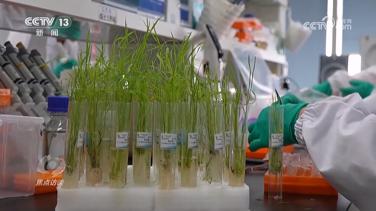 焦点访谈|科技赋能希望的田野 共绘丰收好图景