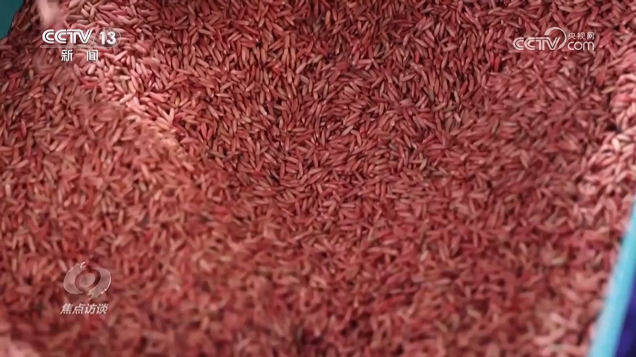 焦点访谈|科技赋能希望的田野 共绘丰收好图景