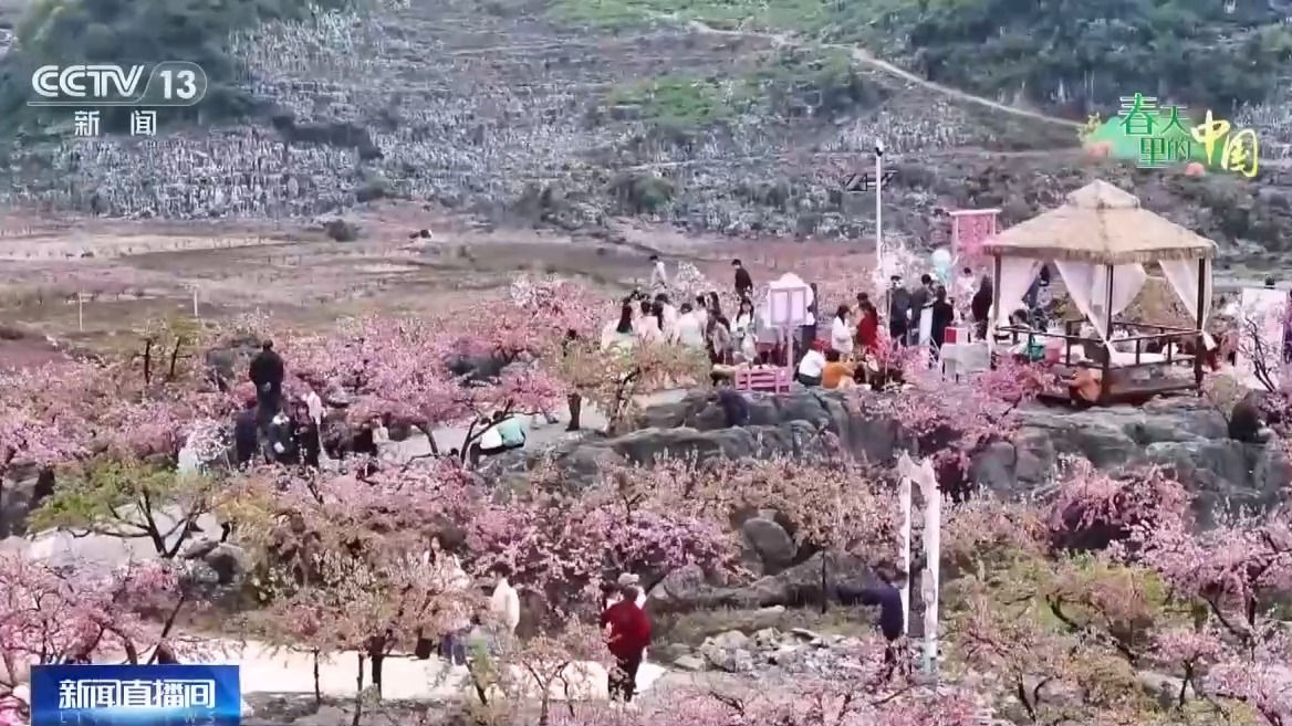 视频丨梯田美景、农家民宿……各地花海美景激活春日经济
