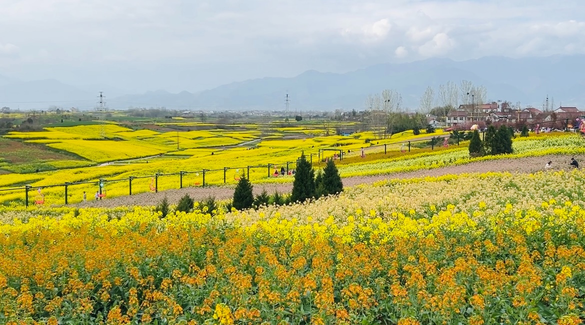春日里的中国|陕西汉中万亩油菜花盛开 秦巴山间春意正浓