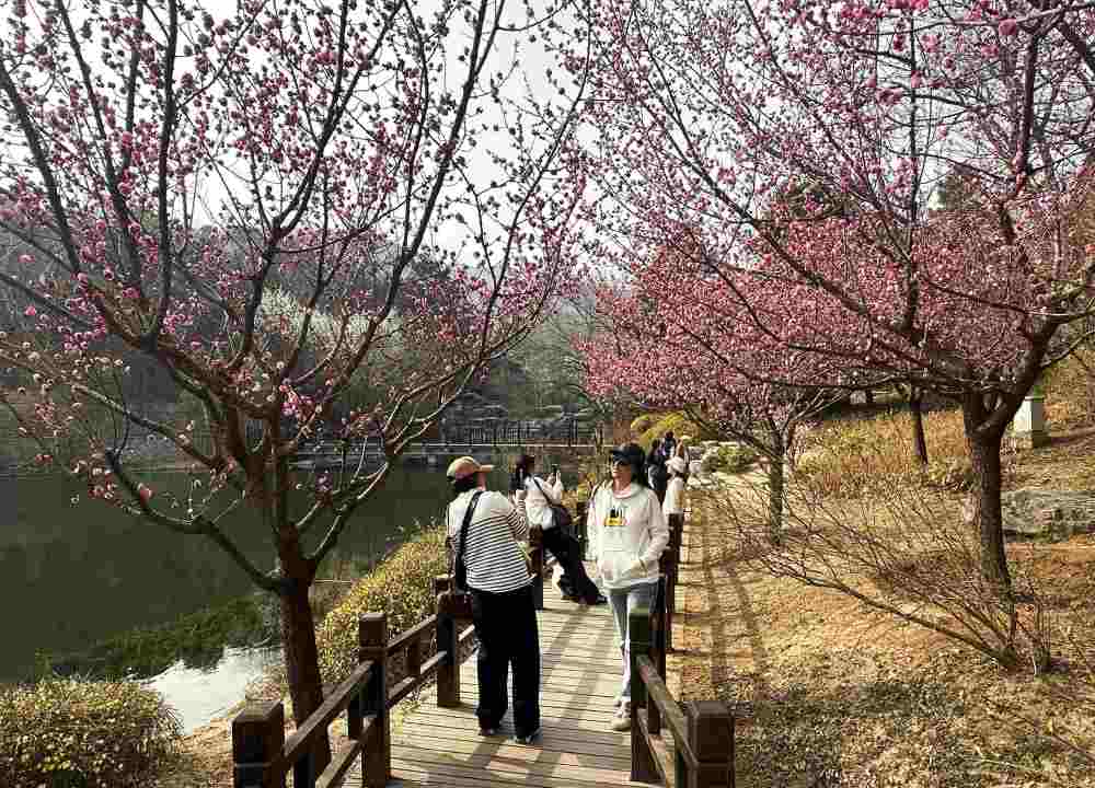 一朵花的N种“打开方式”:多地“赏花+”翻出新花样 一朵花的N种“打开方式”:多地“赏花+”翻出新花样