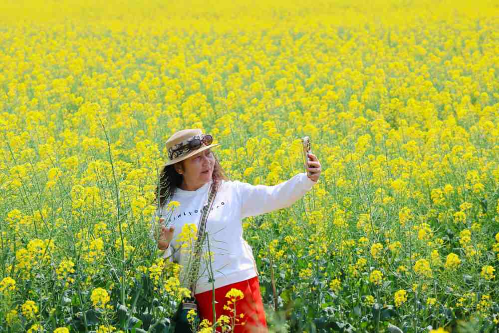 一朵花的N种“打开方式”：多地“赏花+”翻出新花样