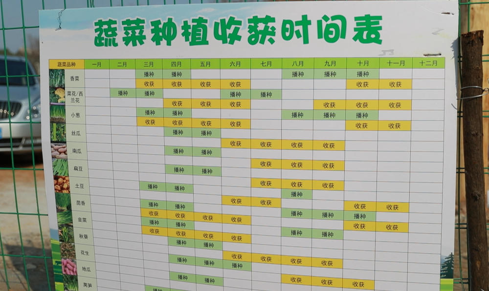 春日经济新图景｜“都市农夫”种菜忙