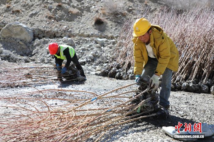 无人机助力西藏山南造林 生态富民实现双赢
