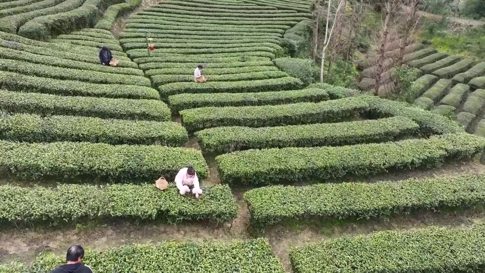 新华视点｜春耕一线扫描：精准施策 向新提质