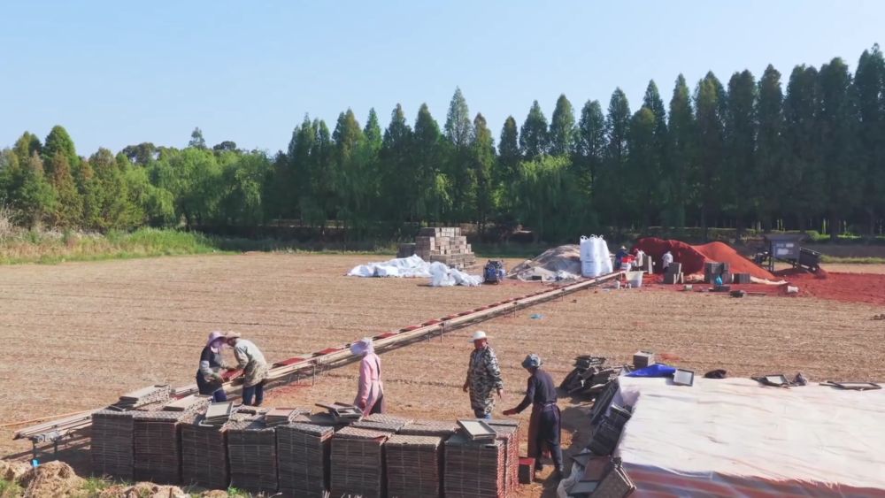 新华视点｜春耕一线扫描：精准施策 向新提质