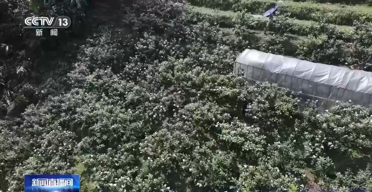 视频丨从“百万农奴解放”到“和美乡村” 西藏焕发蓬勃生机与活力