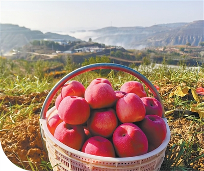 致敬治沙人！陕西苹果种植带北扩至毛乌素南缘