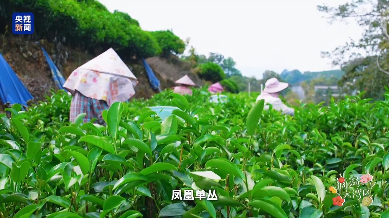 摘遍大湾区丨你被多变的茶香“圈粉”了吗?这座茶山藏着“数字密码”