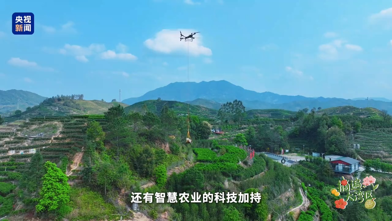 摘遍大湾区丨你被多变的茶香“圈粉”了吗?这座茶山藏着“数字密码”