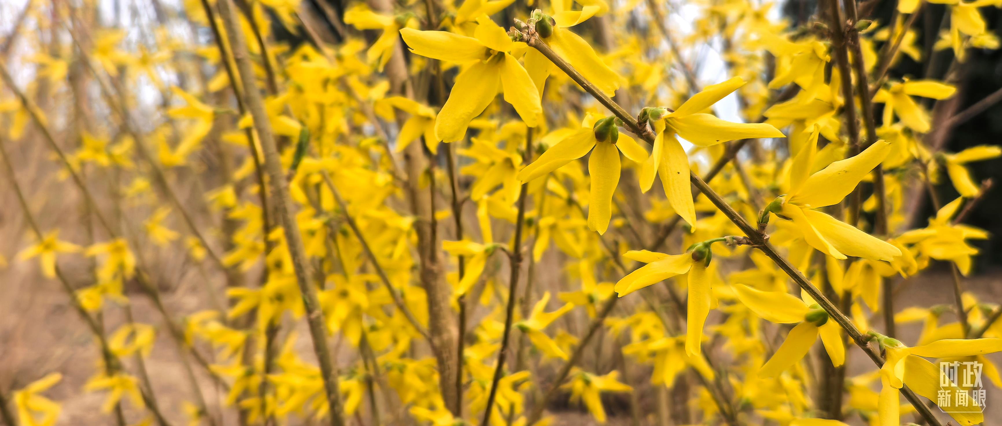 时政新闻眼丨在首都义务植树活动现场,习近平强调这件利国利民的大事