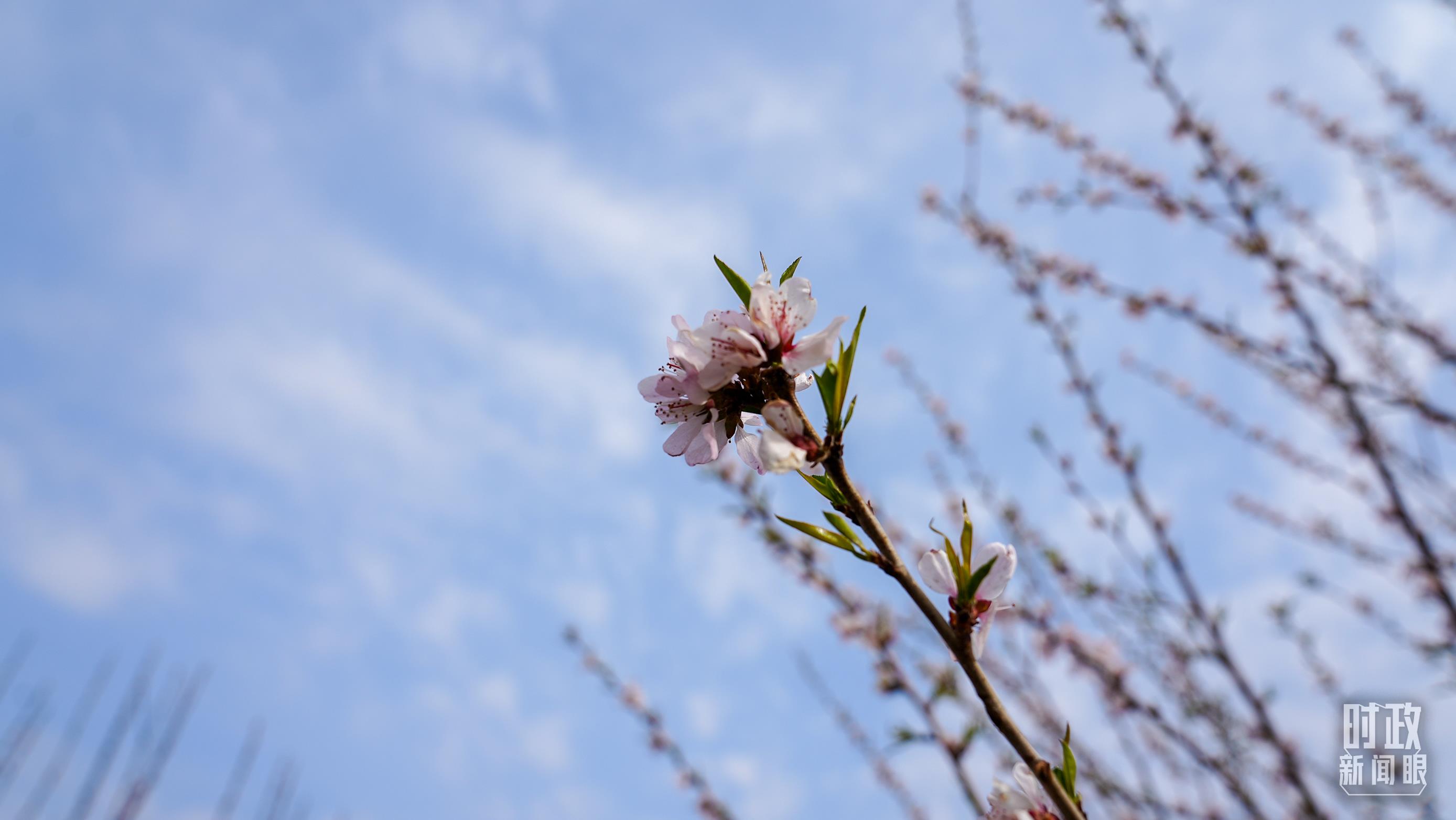 时政新闻眼丨在首都义务植树活动现场,习近平强调这件利国利民的大事