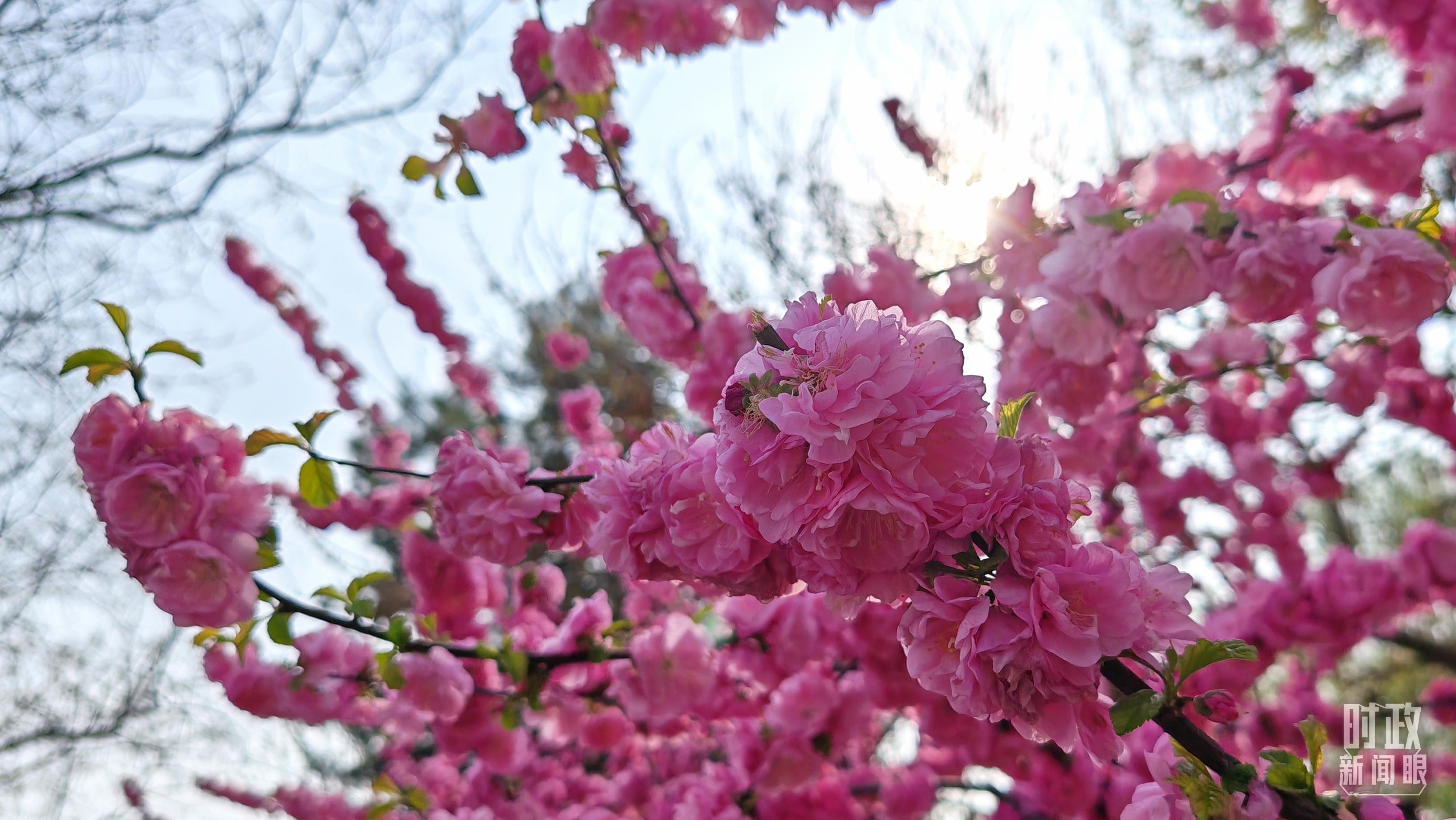 时政新闻眼丨在首都义务植树活动现场,习近平强调这件利国利民的大事