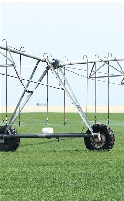 人民日报海外版看新疆 | 沙漠边也能种小麦