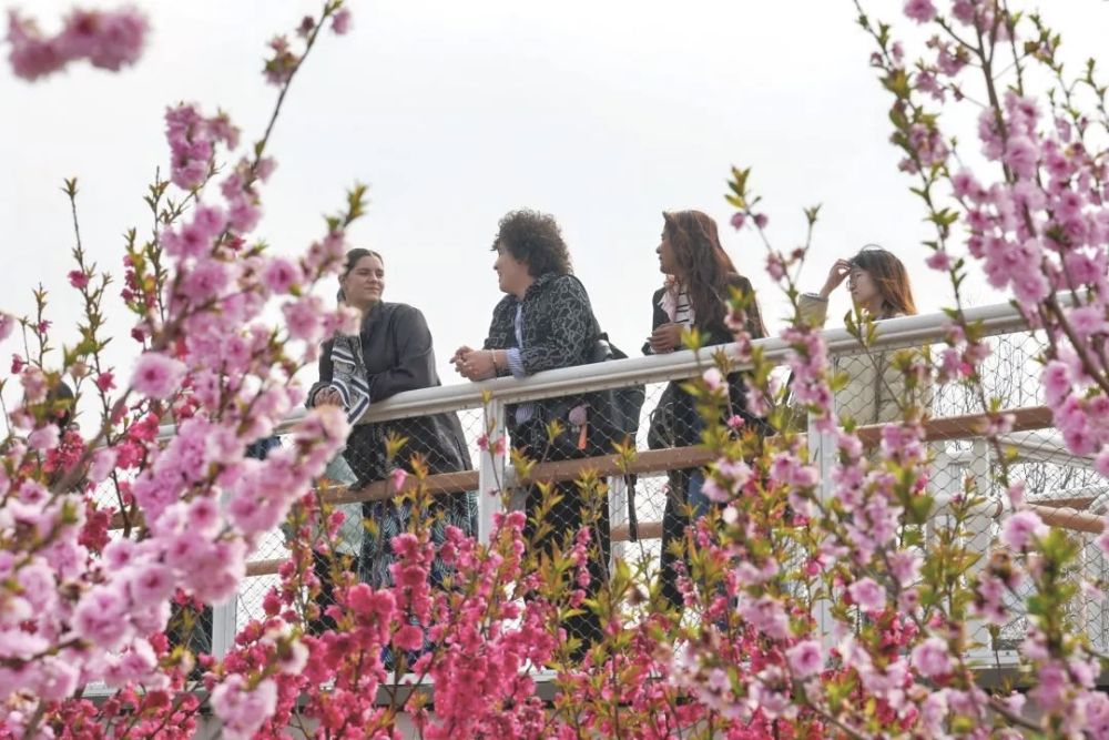 春日经济新图景|从“赏桃林”到“觅桃源”,林下经济“种”出田园新花样 春日经济新图景|从“赏桃林”到“觅桃源”,林下经济“种”出田园新花样