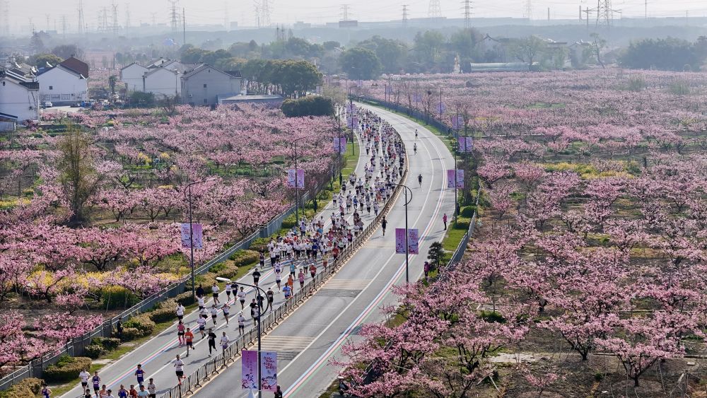 春日经济新图景｜从“赏桃林”到“觅桃源”，林下经济“种”出田园新花样