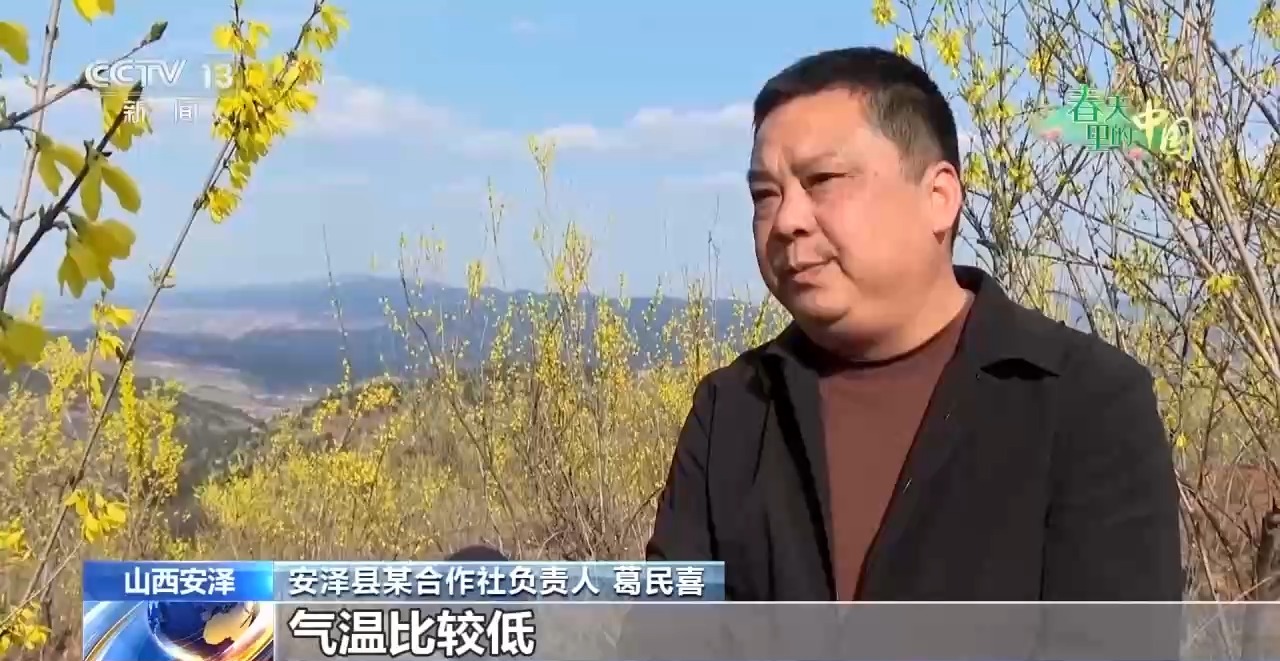 视频丨樱花漫山、山桃映古建……清明踏青地图请收好