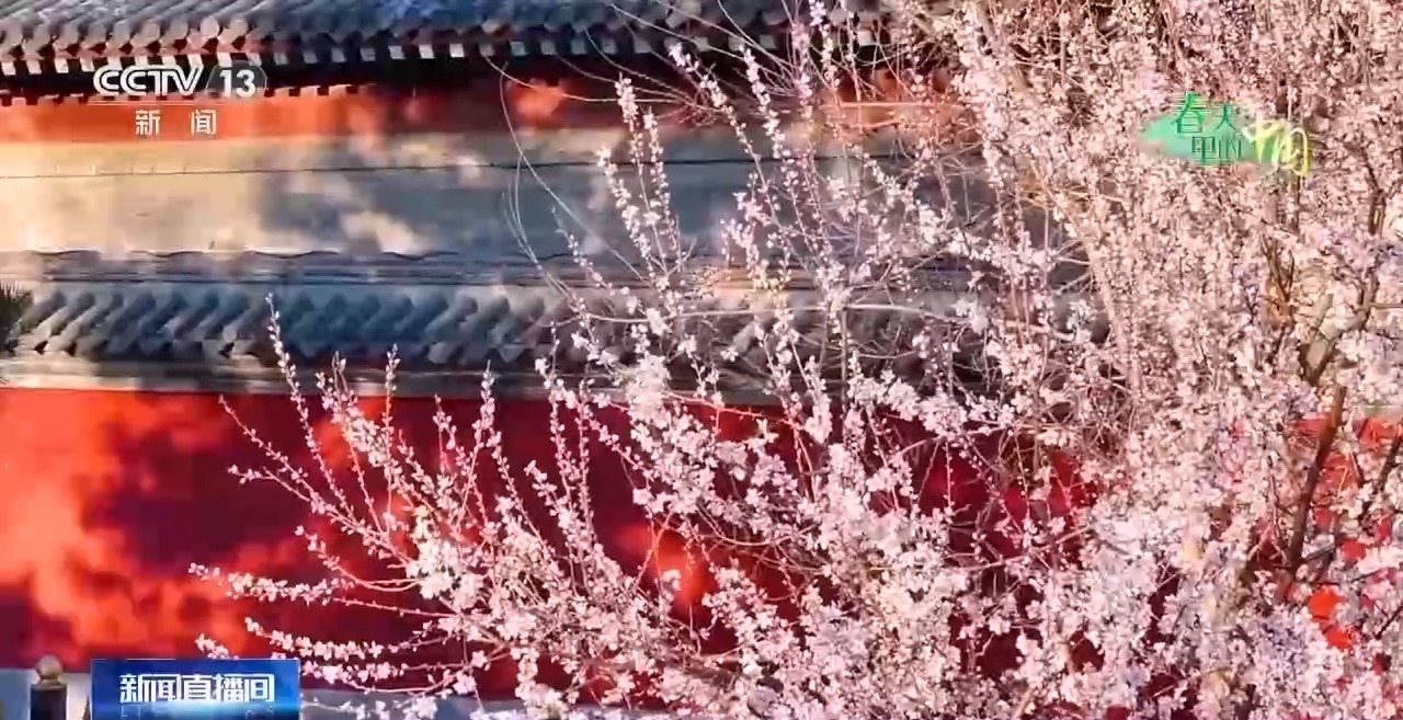 视频丨樱花漫山、山桃映古建……清明踏青地图请收好