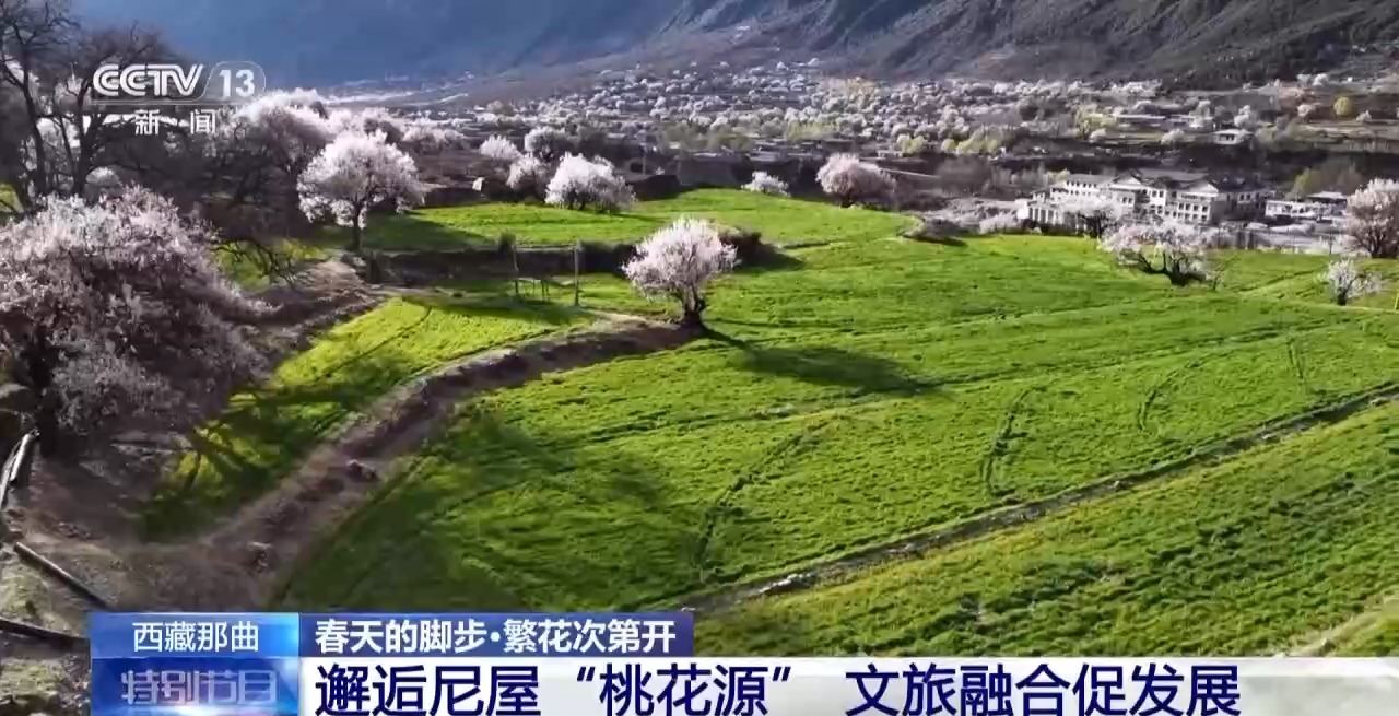 视频丨南北春花次第开放 “赏花经济”解锁农文旅融合新业态