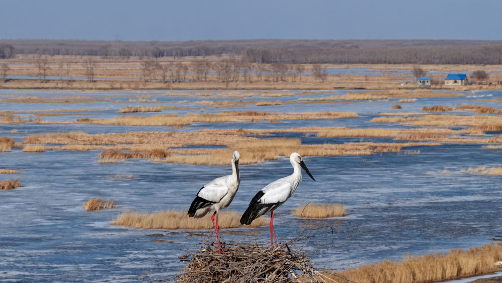 春日经济新图景｜鸟啼春晓，“观鸟经济”助燃春日消费