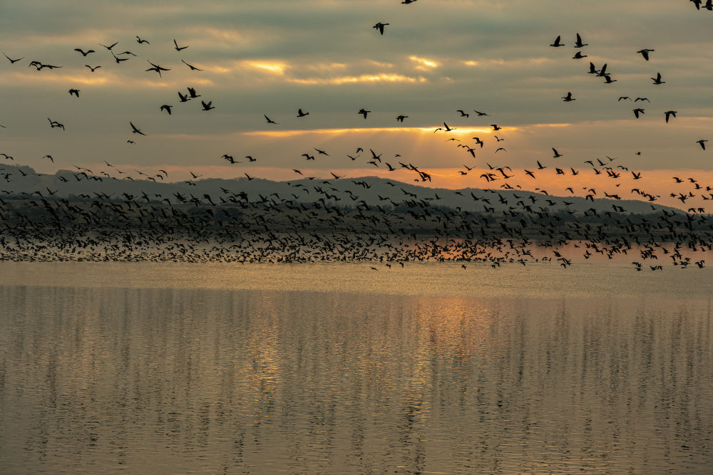 春日经济新图景｜鸟啼春晓，“观鸟经济”助燃春日消费