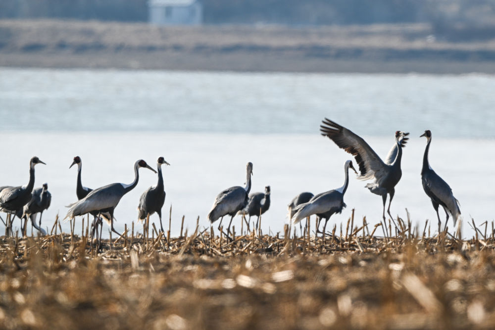 春日经济新图景｜鸟啼春晓，“观鸟经济”助燃春日消费