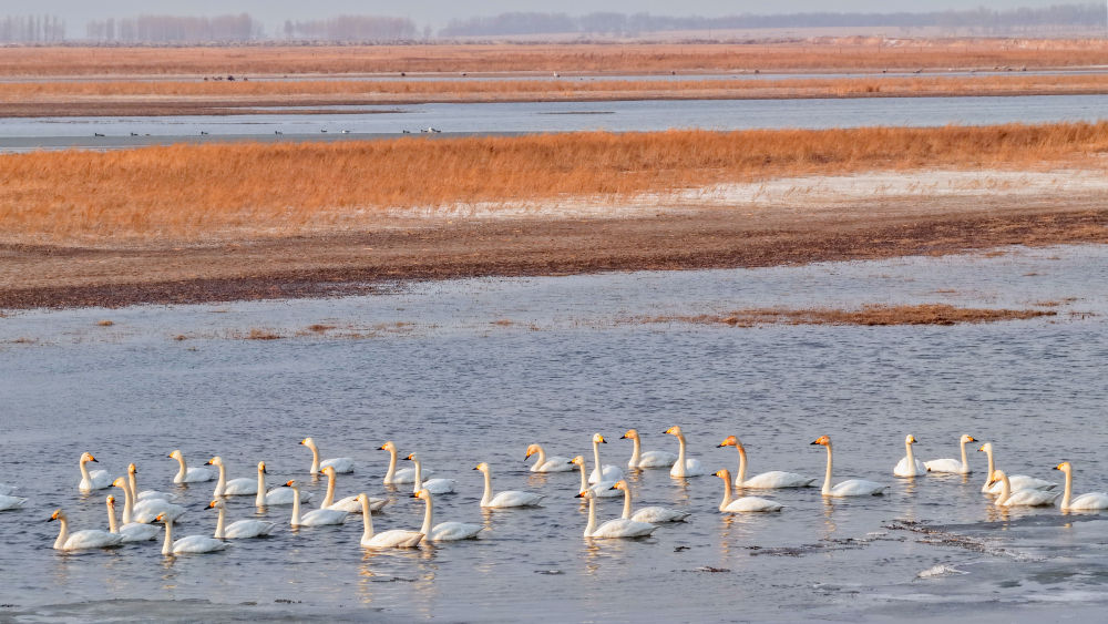 春日经济新图景｜鸟啼春晓，“观鸟经济”助燃春日消费