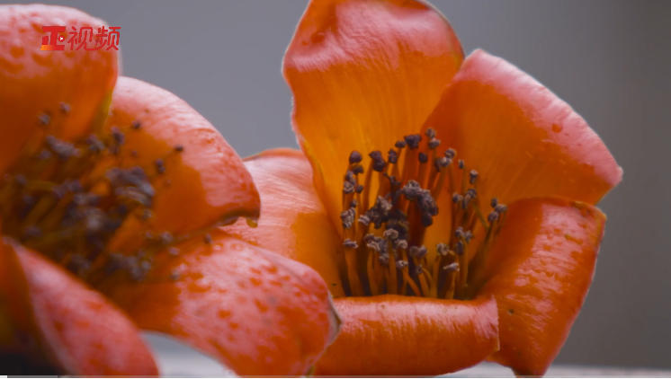 家国永念|英雄花开 家国永念|英雄花开