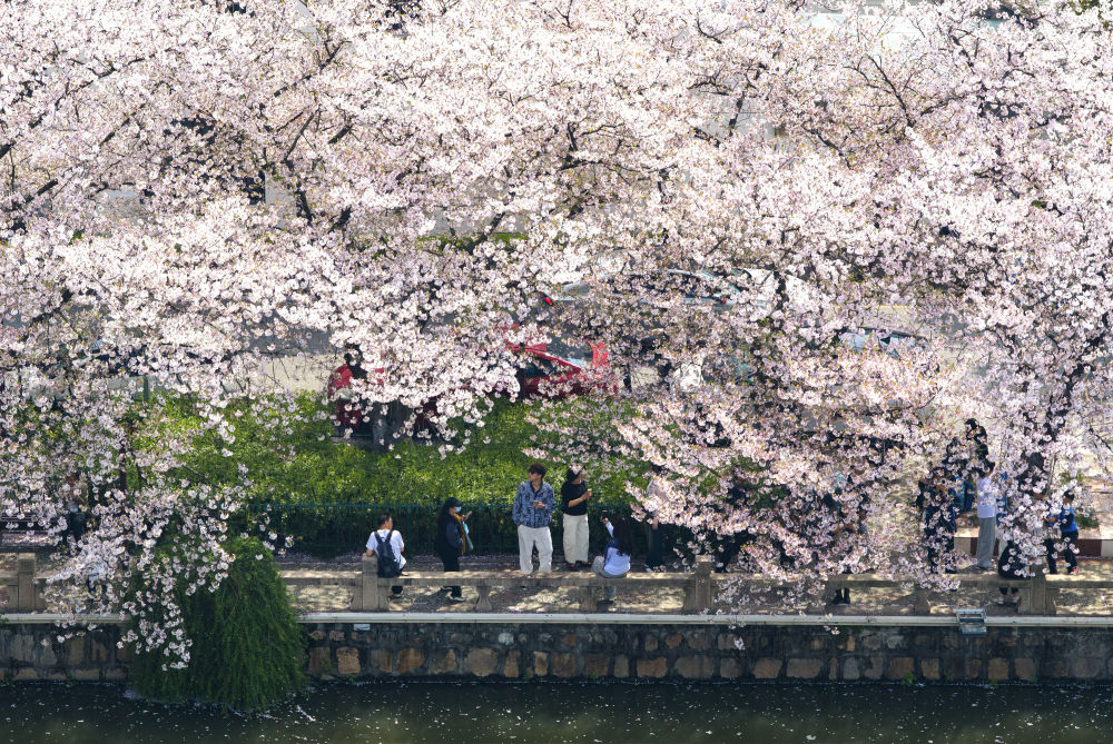 清明踏青的N种“打开方式”