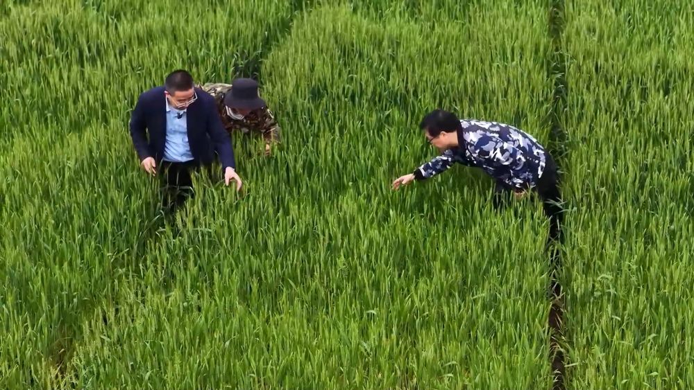 春耕春管正当时 多措并举保丰产