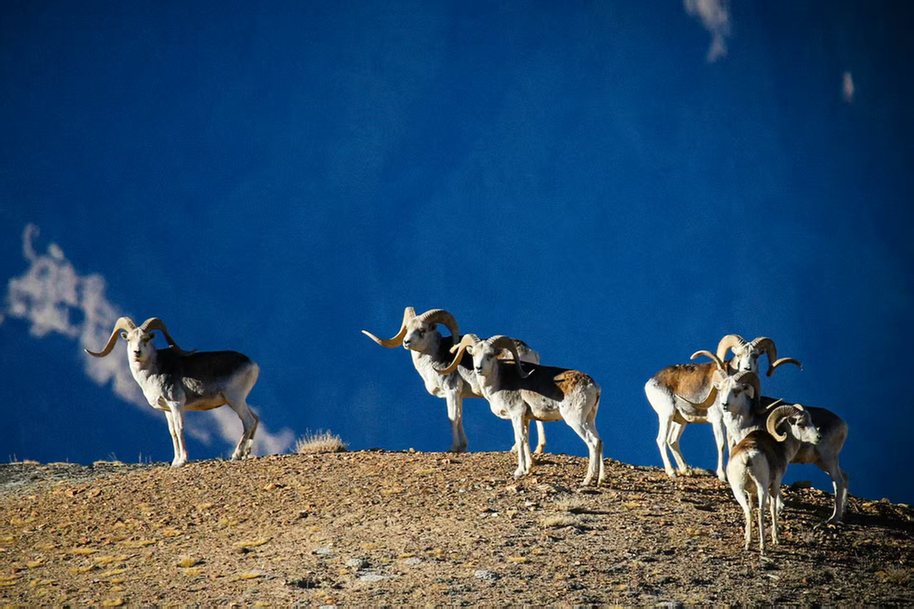 人民日报看新疆|“让更多人看到这里的盘羊”