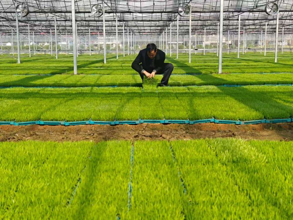 春日经济新图景｜生动！这一幅幅“科技春耕”图