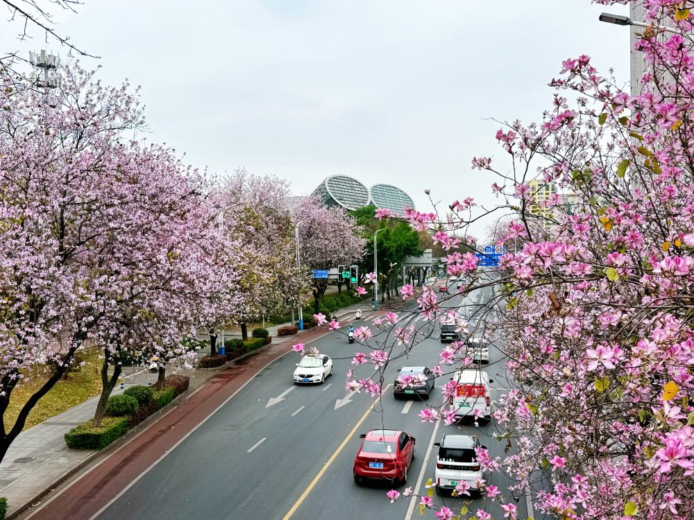 春日经济新图景｜人间四月天，“花生态”绽出“花生活”