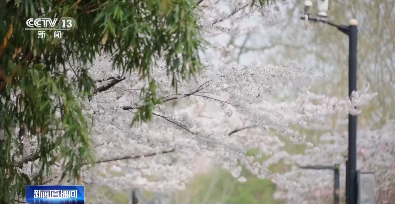 踏青赏花正当时 乘坐列车打卡各地的春天