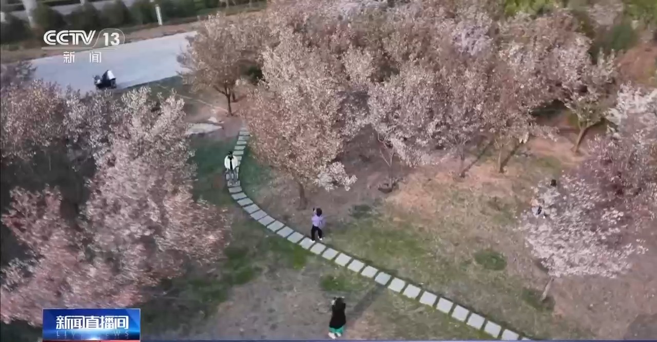 踏青赏花正当时 乘坐列车打卡各地的春天