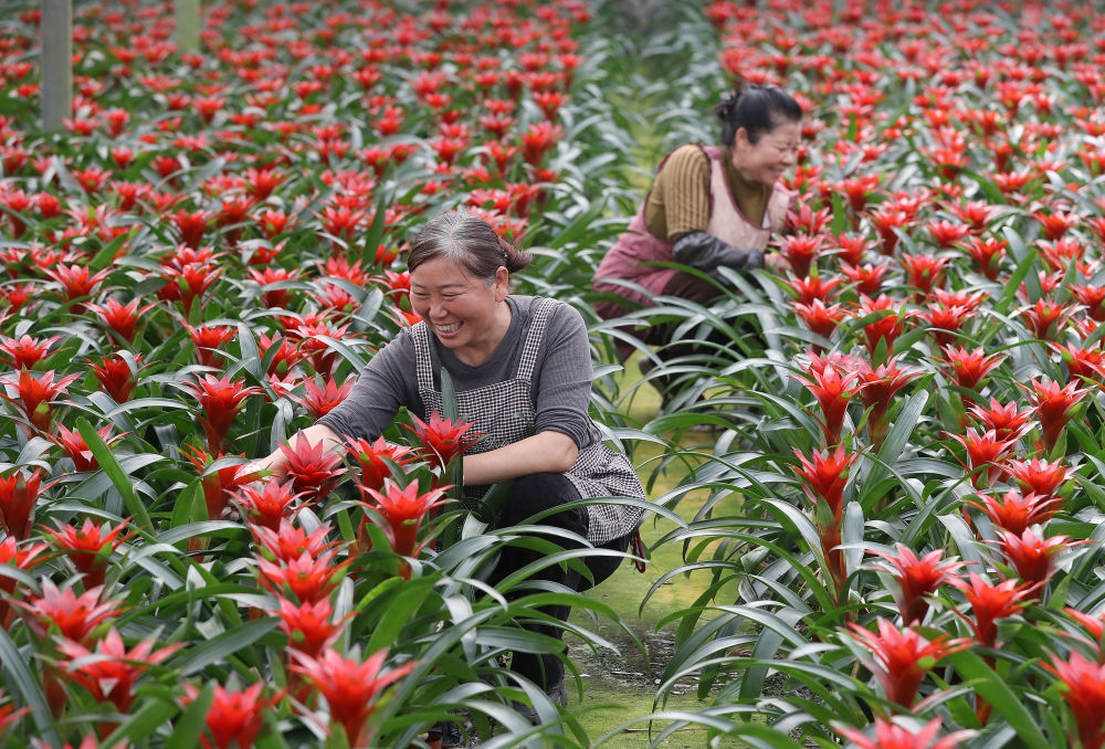 春日经济新图景｜“赏花经济”开出“四季春”