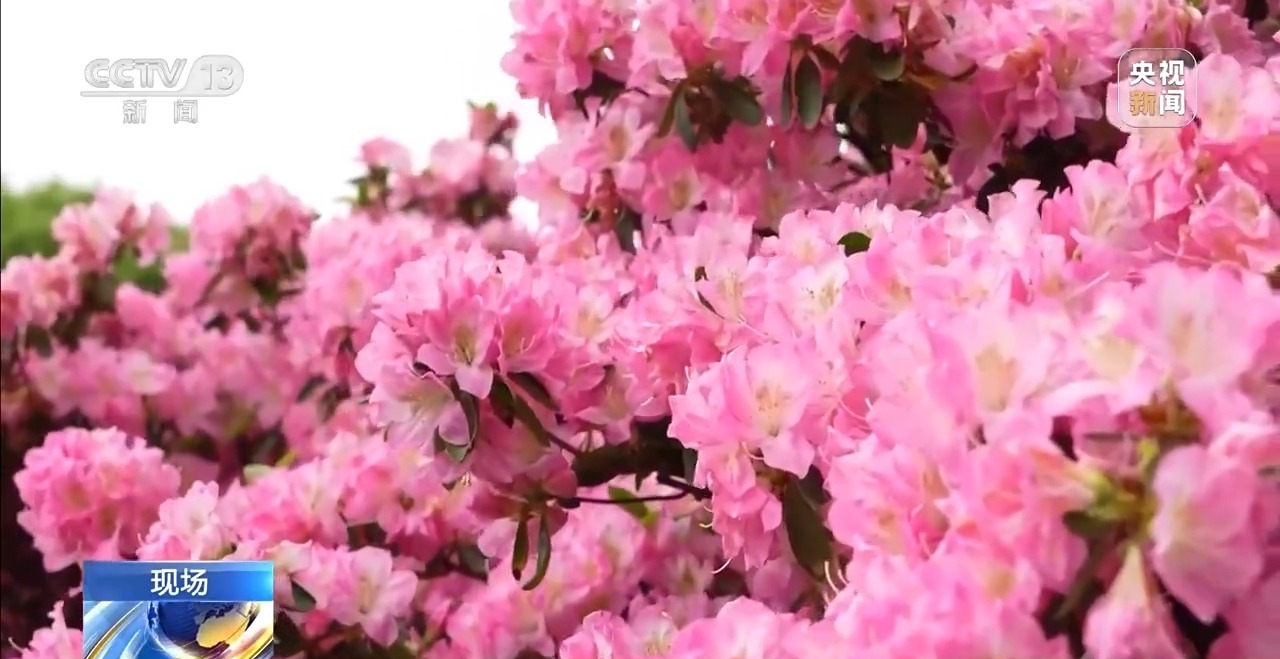 有“颜”又有“值” 朵朵春花点亮乡村致富路