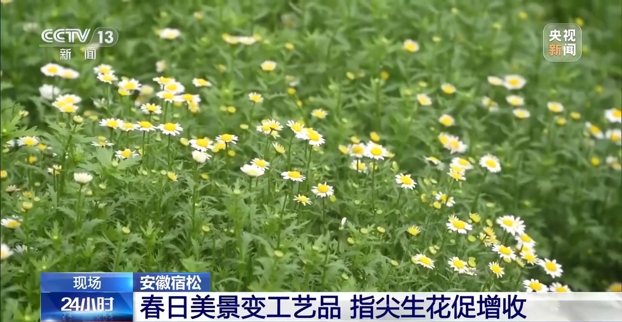 有“颜”又有“值” 朵朵春花点亮乡村致富路