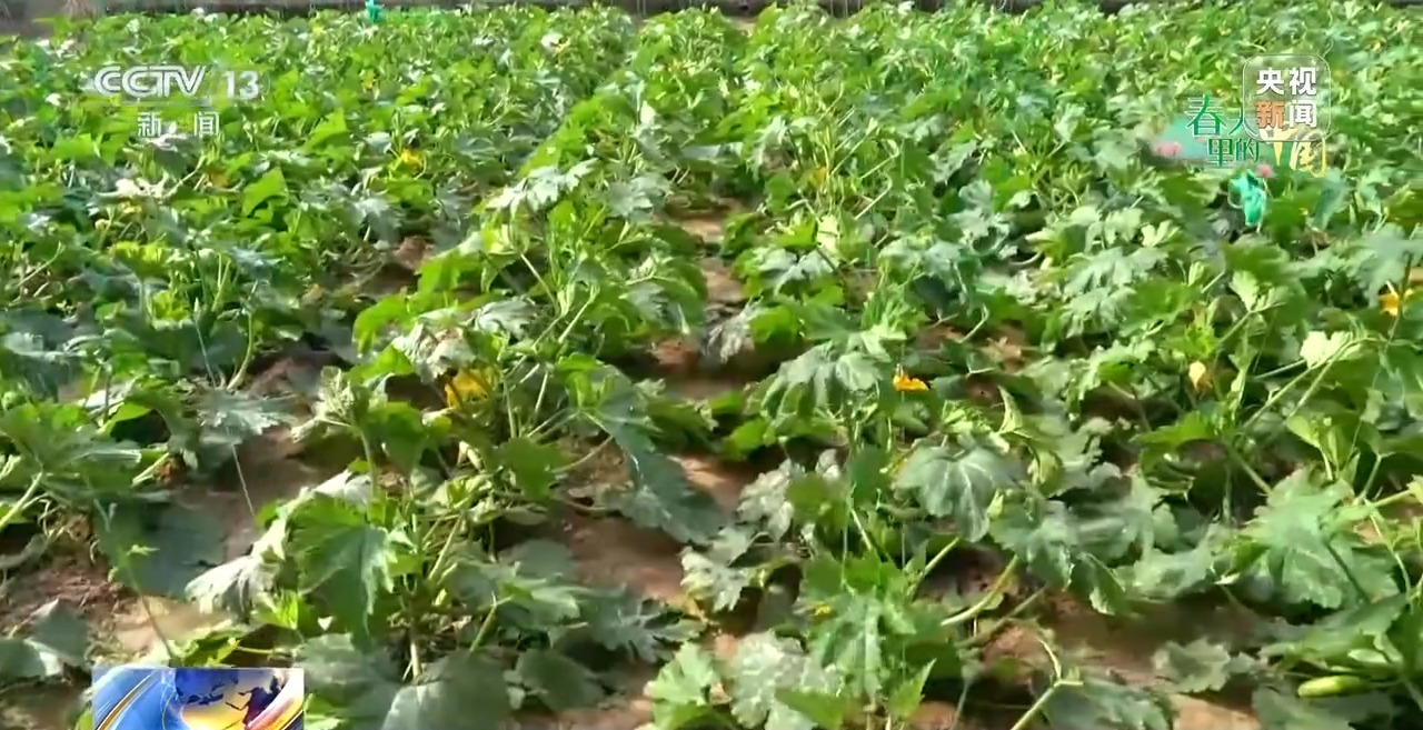 春天里的中国丨新型农机田间“上岗” 多地育秧播种按下加速键