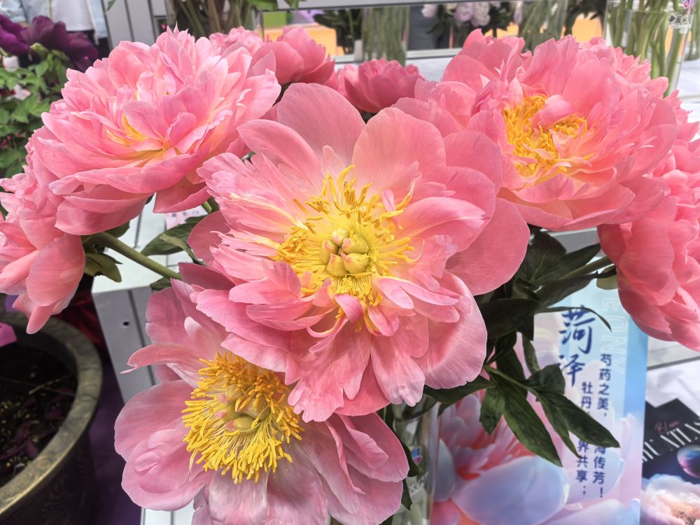 新华鲜报｜搬上云端 鲜花经济迎绽放