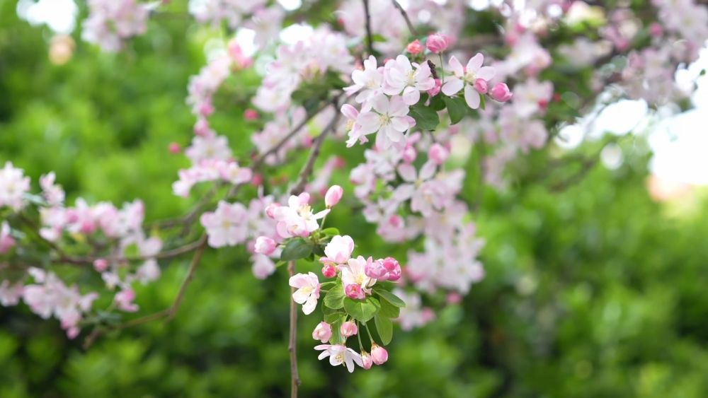 新华视点｜“春日经济”激活文旅消费新活力