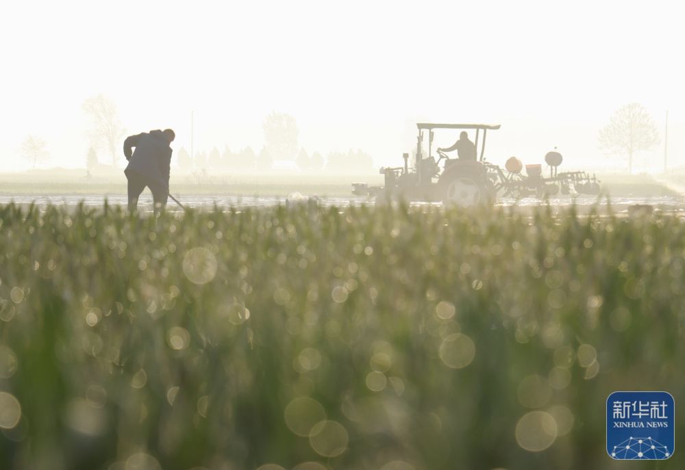 春播千畴绿 田野绘新卷 春播千畴绿 田野绘新卷