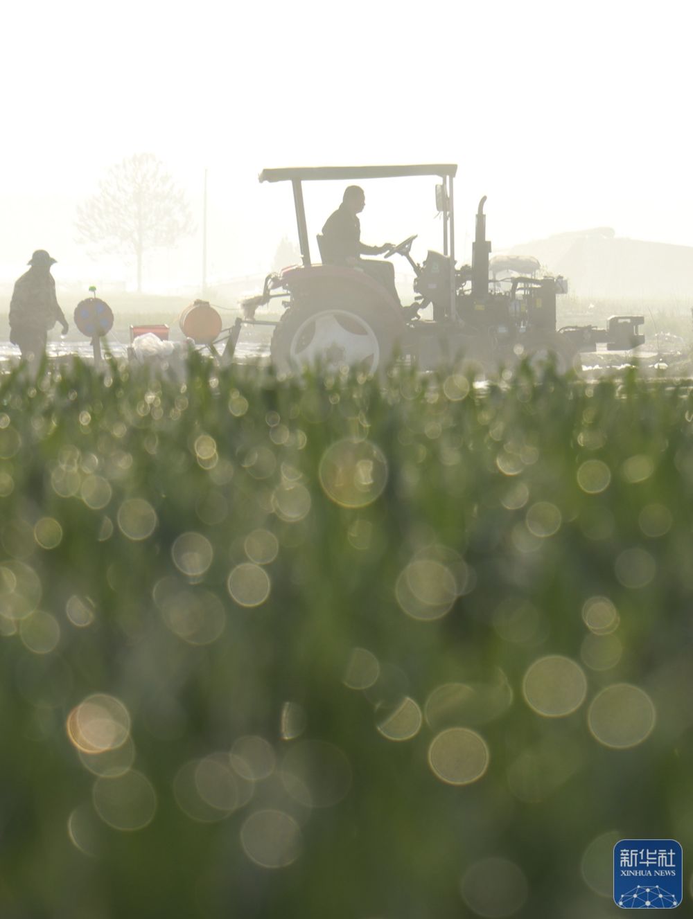 春播千畴绿 田野绘新卷 春播千畴绿 田野绘新卷